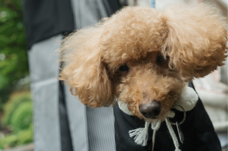 PET PHOTO WEDDING