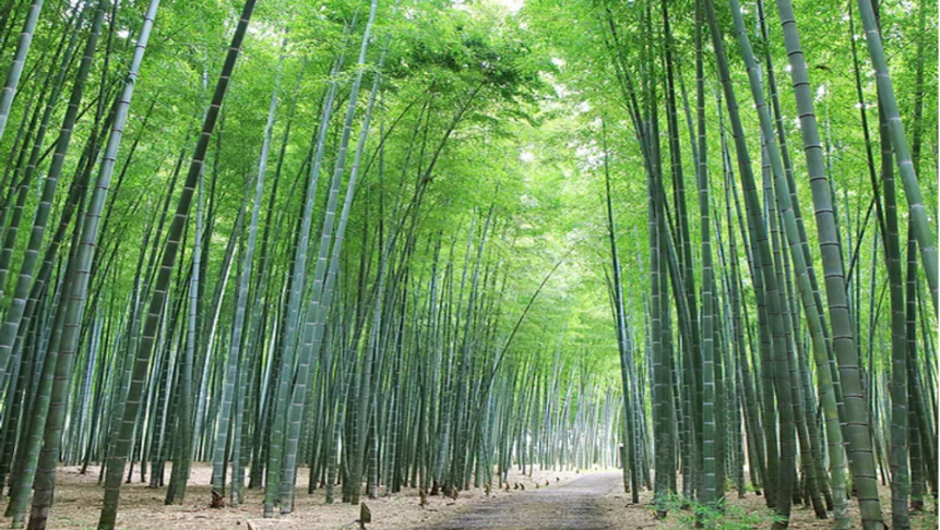 若竹の杜 若山農場｜和装1着